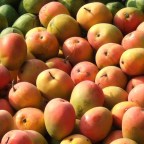 Dear mangoes of the world,