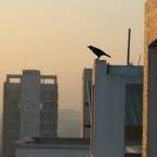 Dawn in Dhaka, a tale from 26